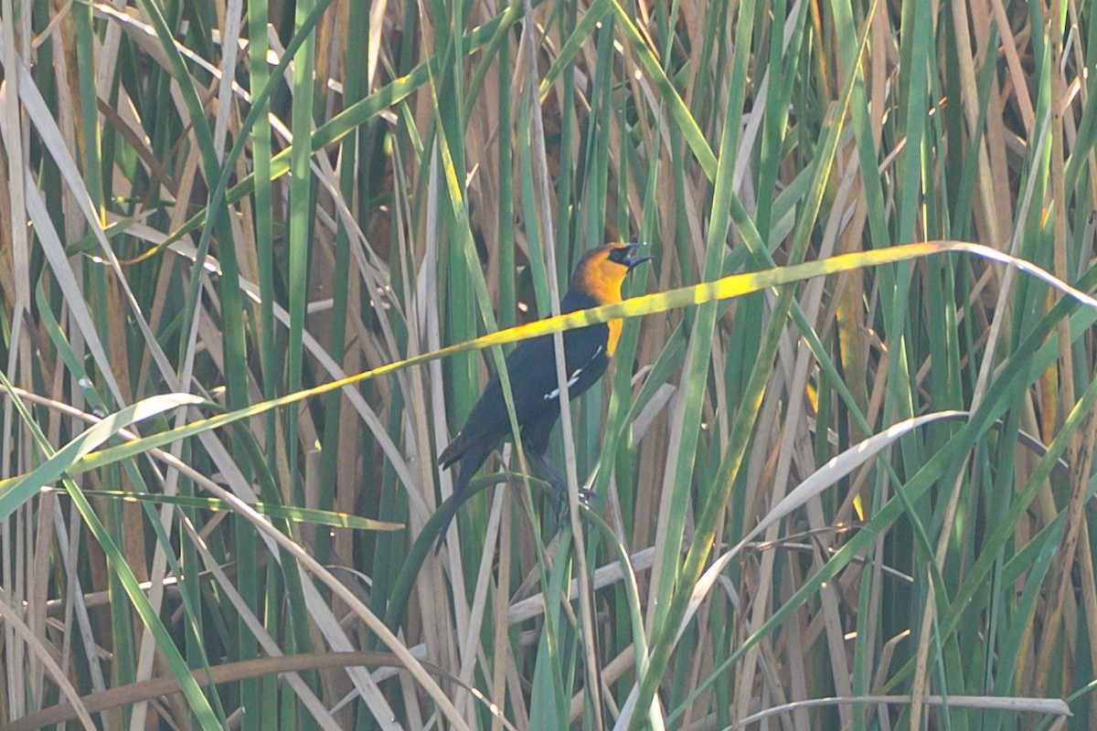 Brillenstärling - ML646466857