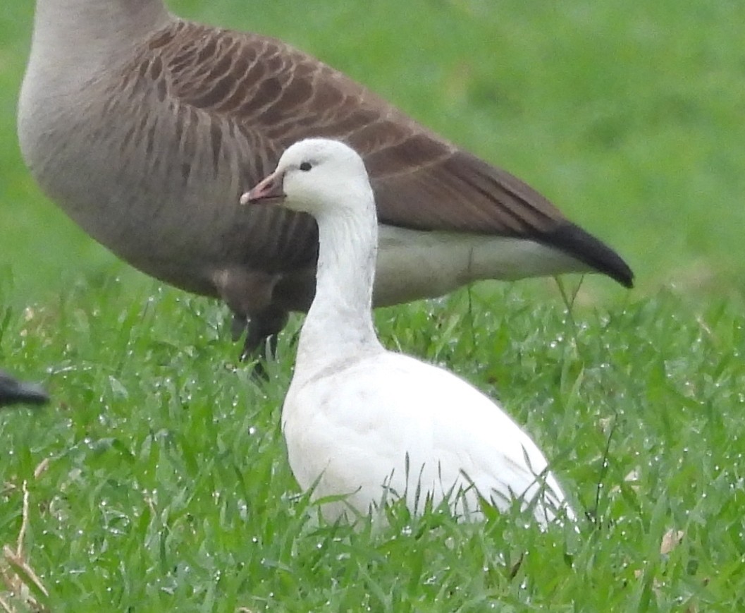 Küçük Kar Kazı - ML646466858