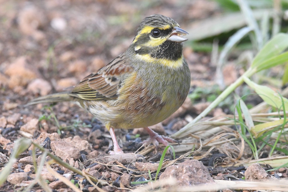 Cirl Bunting - ML646466859