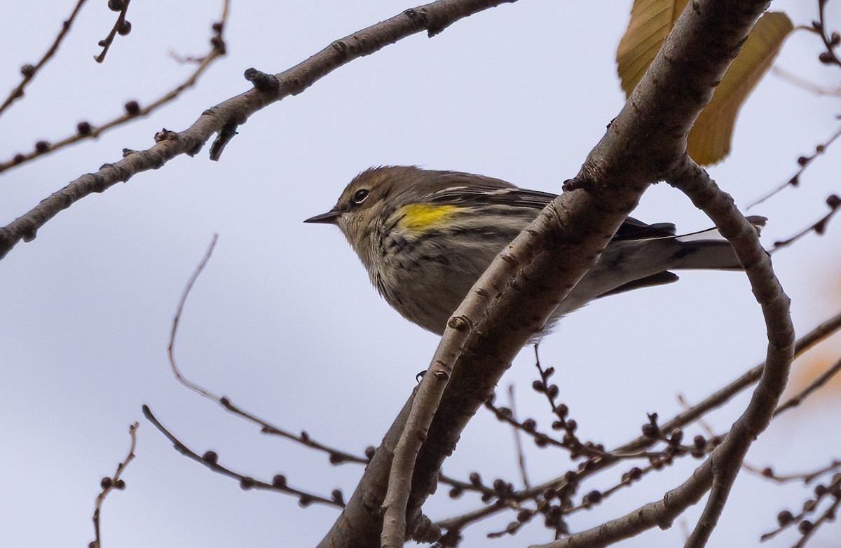 Yellow-rumped Warbler - ML646466860