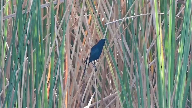 Seidenkuhstärling - ML646466861