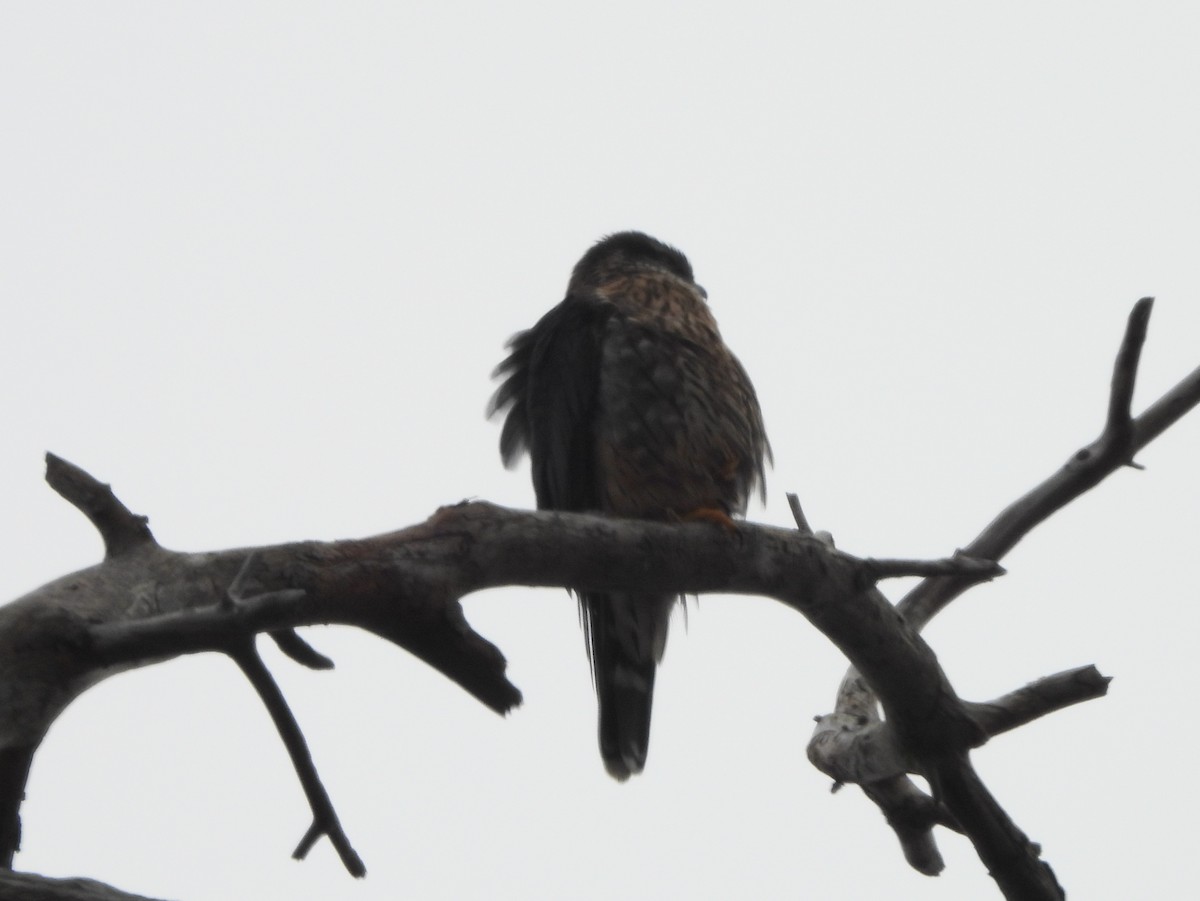 Merlin - ML646466862