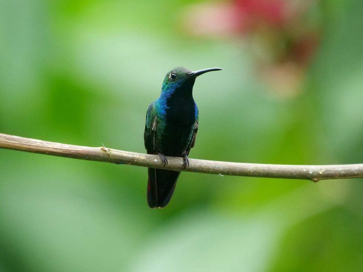 svartbrystmango - ML646466864