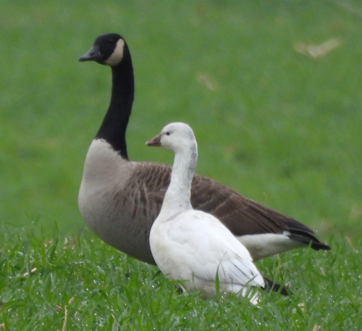 Küçük Kar Kazı - ML646466865