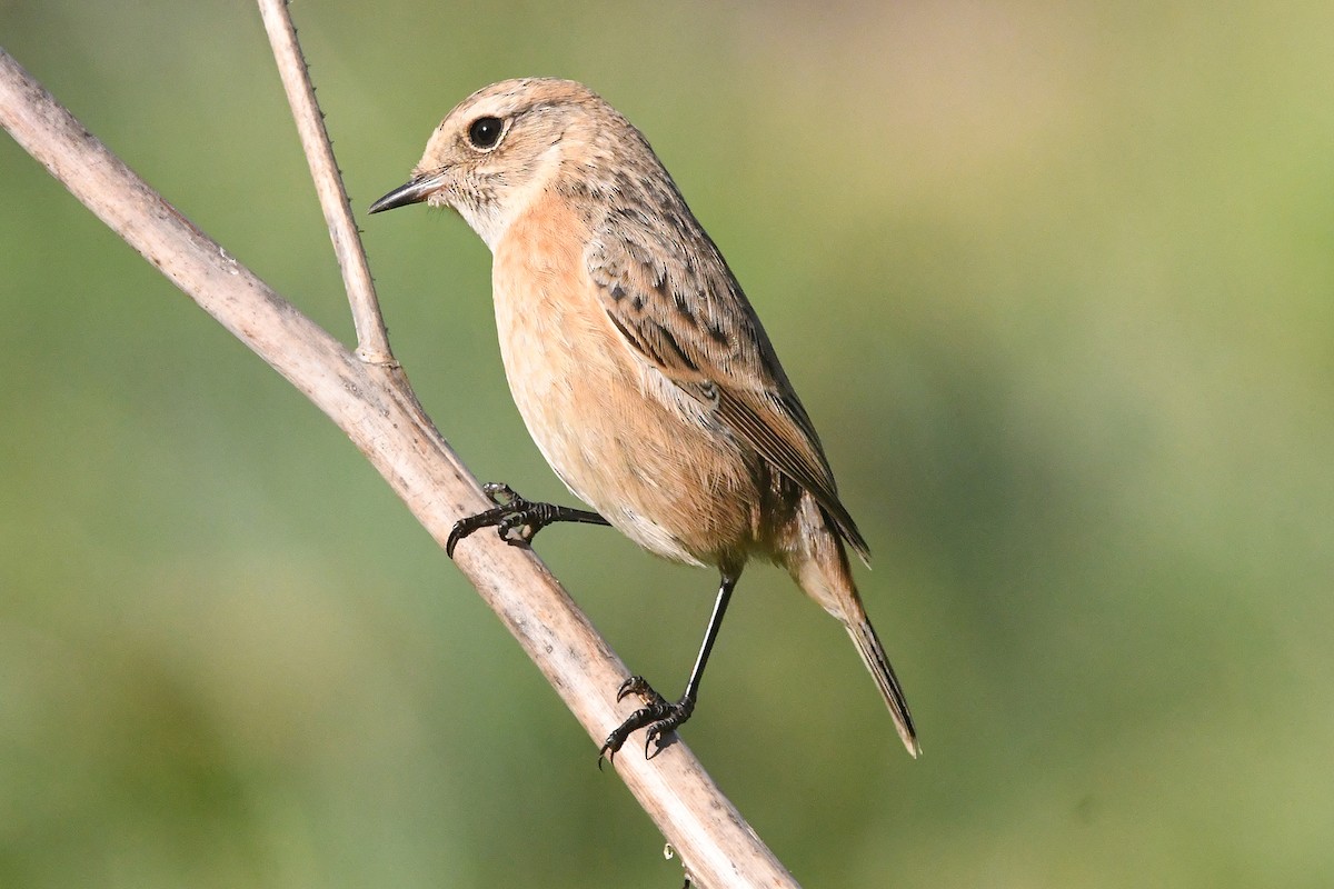 European Stonechat - ML646466869