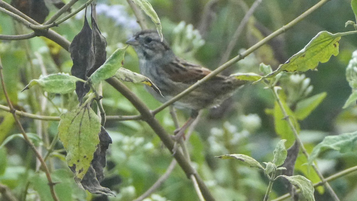 Swamp Sparrow - ML646466870