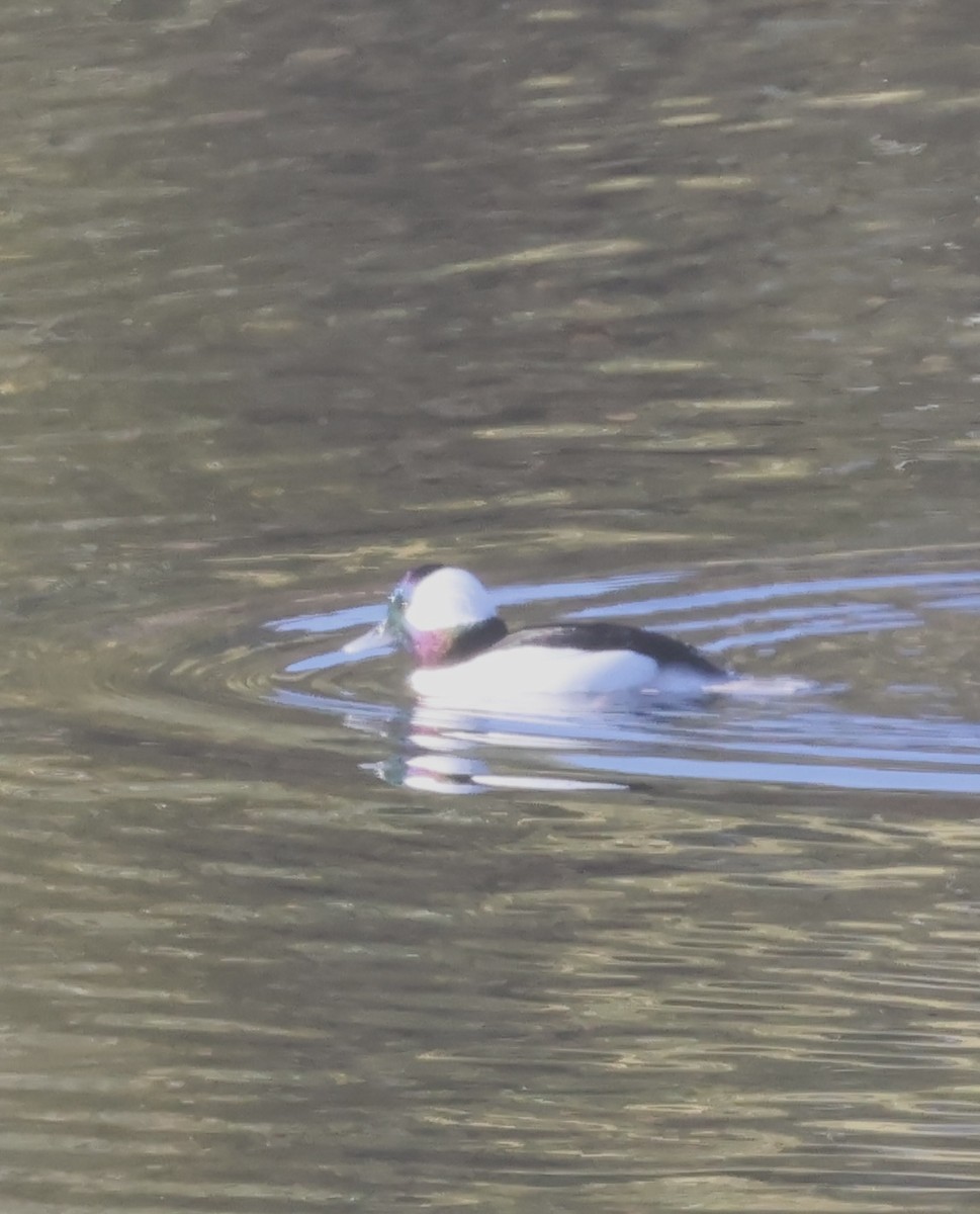 hohol bělavý - ML646466871