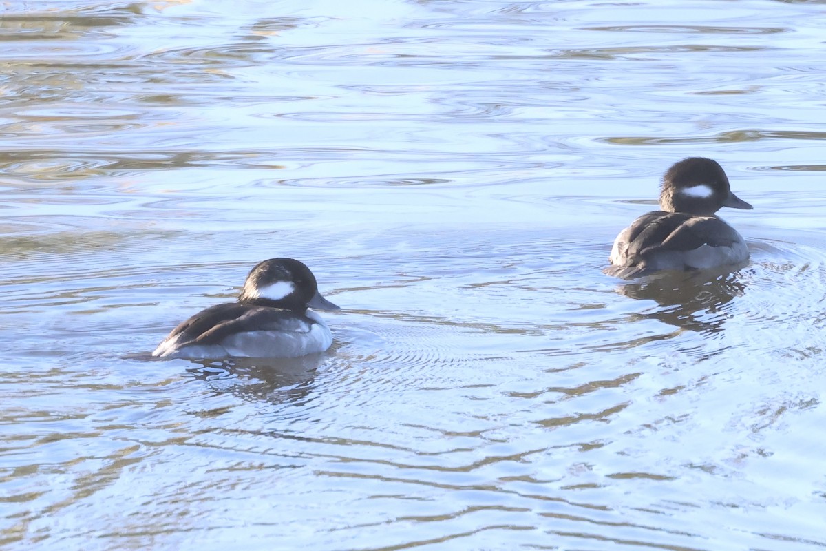 hohol bělavý - ML646466872