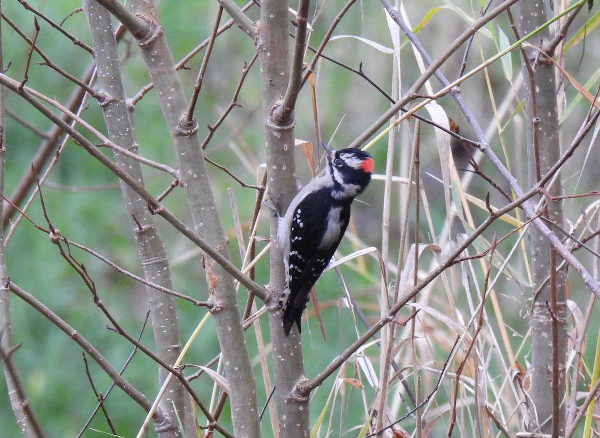 Downy Woodpecker (Pacific) - ML646466877