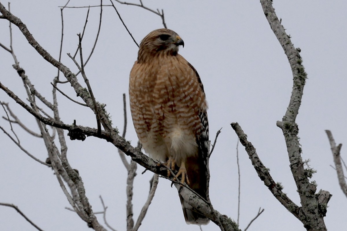 Red-shouldered Hawk - ML646466880