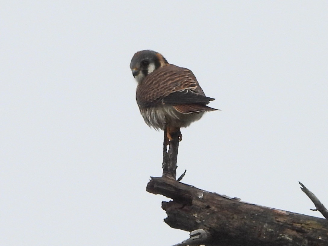 American Kestrel - ML646466881
