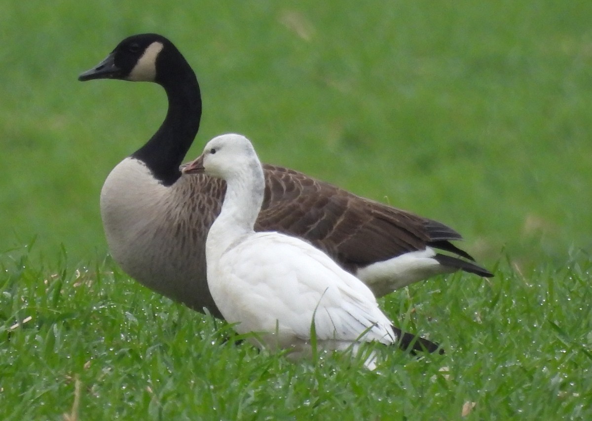 Küçük Kar Kazı - ML646466883