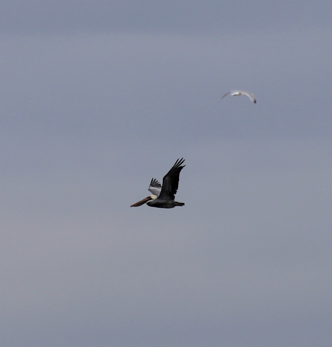 Pelikano arrea - ML646466884