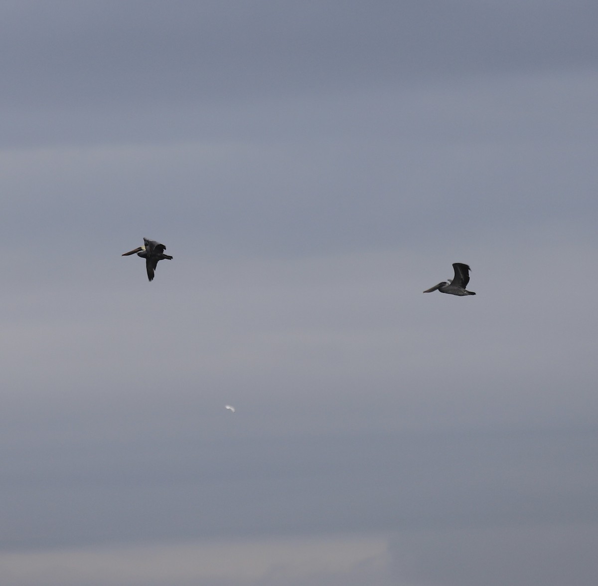 Pelikano arrea - ML646466885