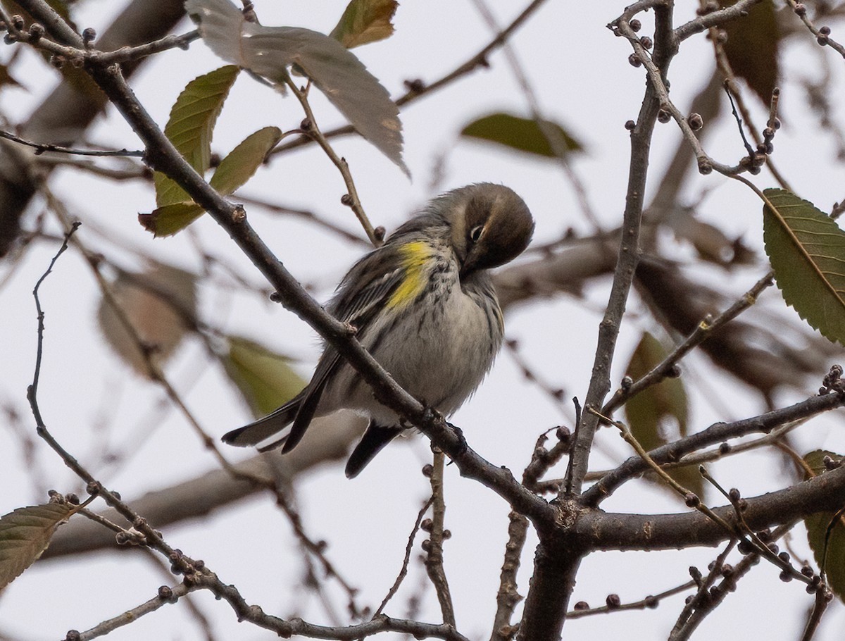 Yellow-rumped Warbler - ML646466887