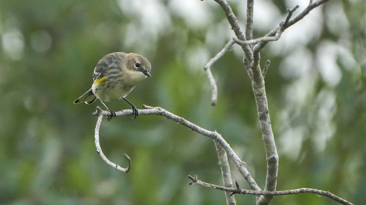 Yellow-rumped Warbler - ML646466890