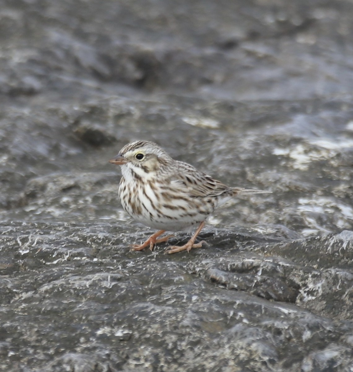 Chingolo Sabanero - ML646466893
