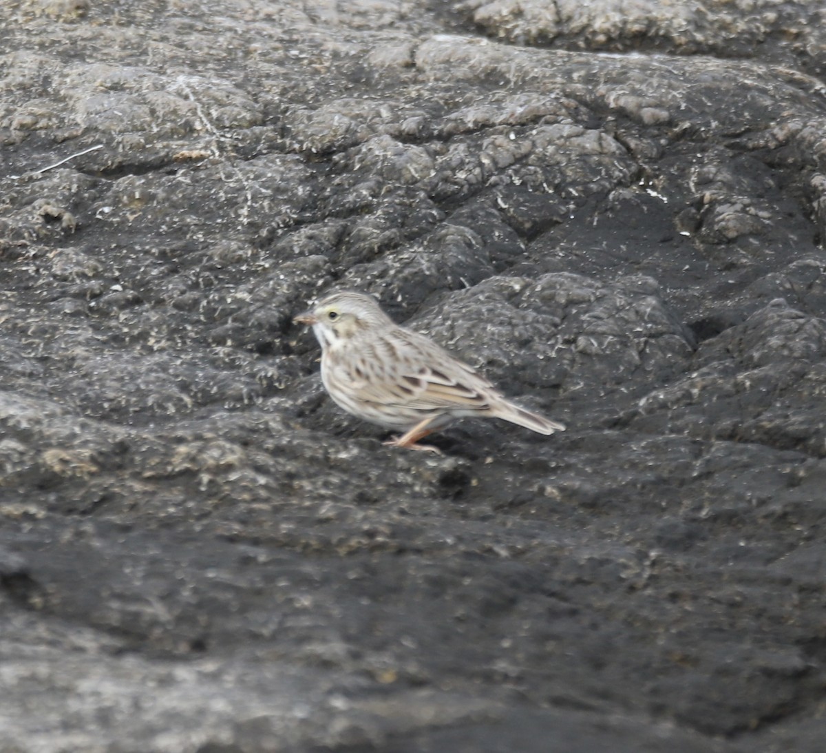 Chingolo Sabanero - ML646466894