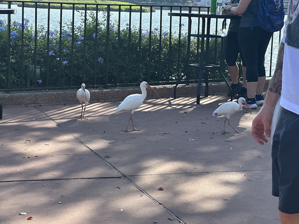 Ібіс білий - ML646466895