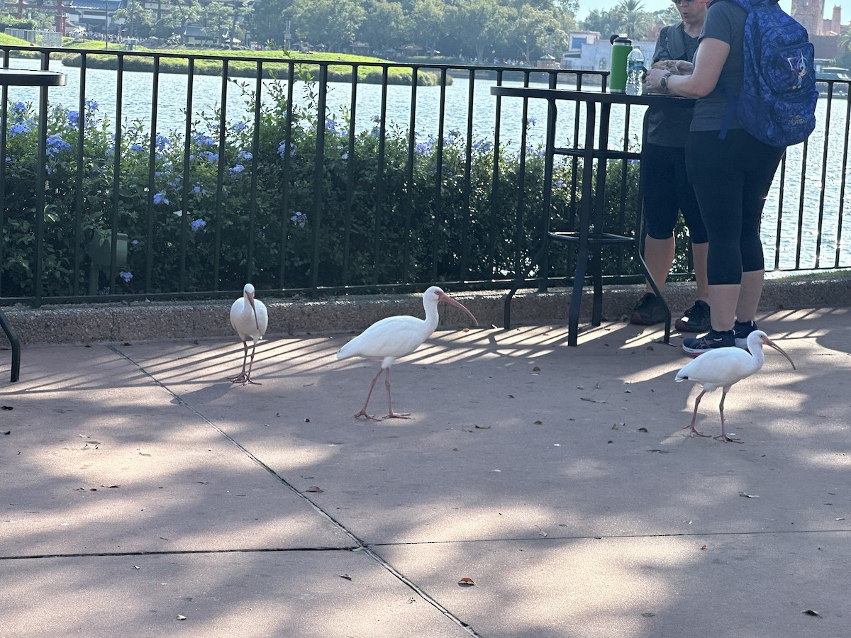 Ібіс білий - ML646466896