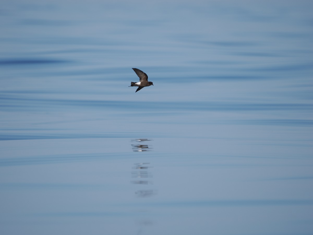 Océanite de Wilson (oceanicus/exasperatus) - ML646466897