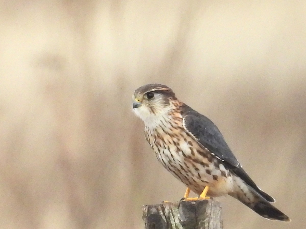 Merlin - ML646466898