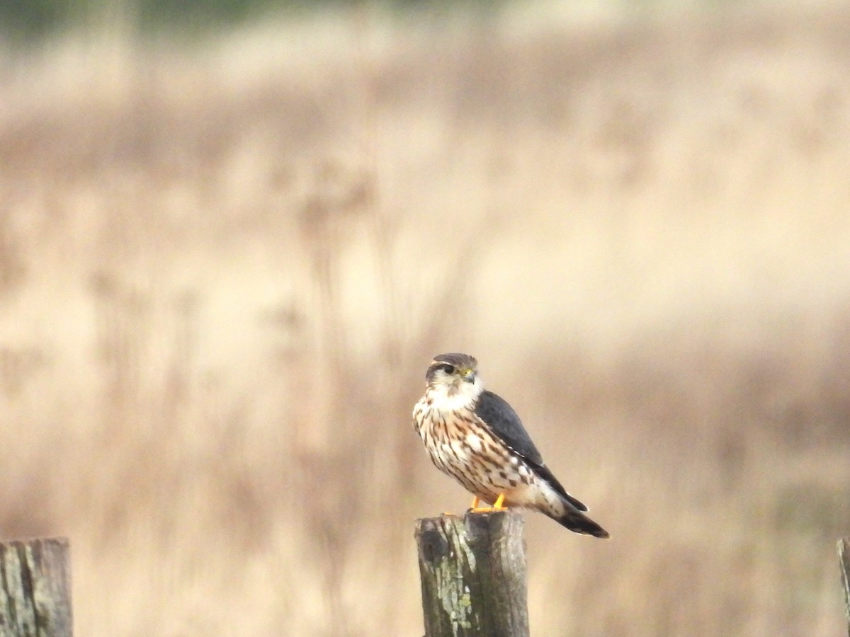 Merlin - ML646466902