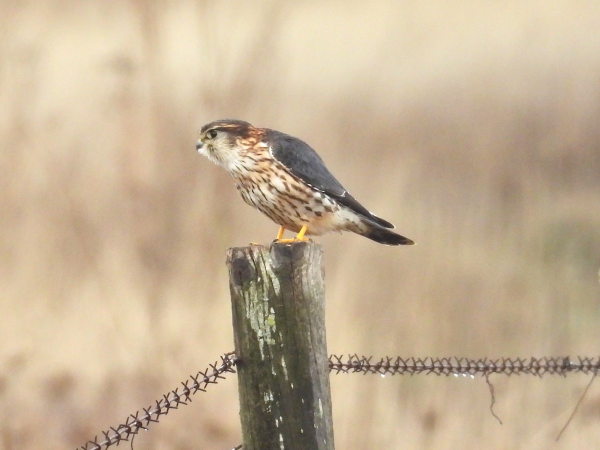 Merlin - ML646466903