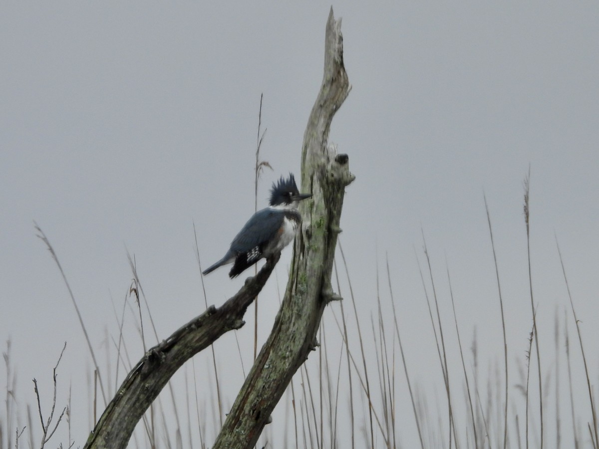 Belted Kingfisher - ML646466904