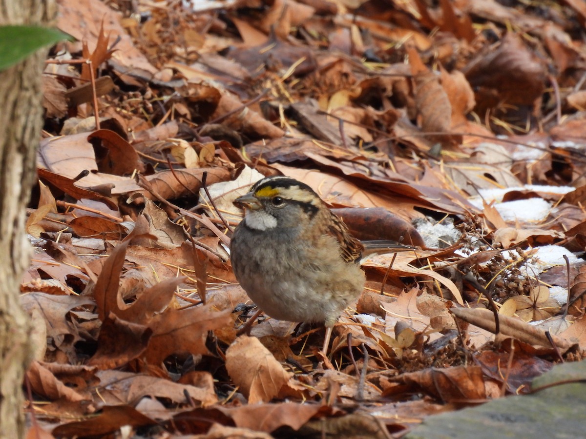 White-throated Sparrow - ML646466911