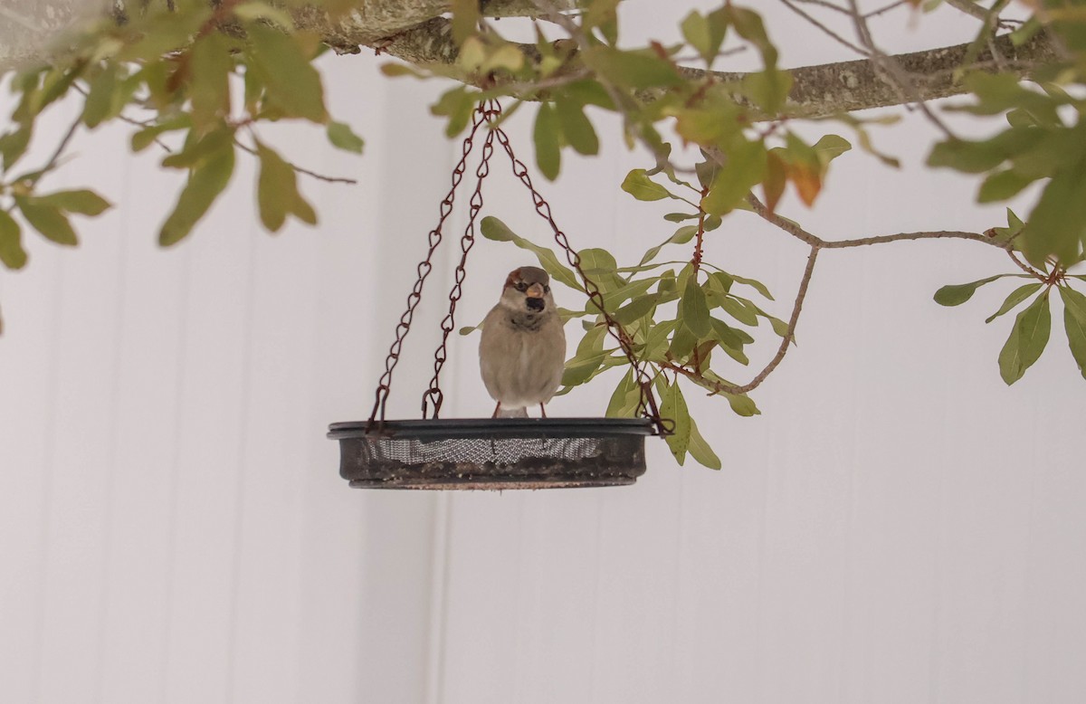 House Sparrow - ML646466913