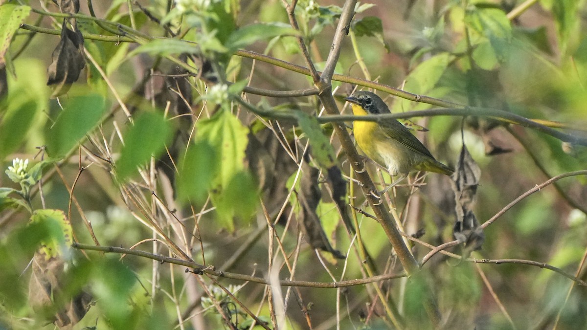 Common Yellowthroat - ML646466914