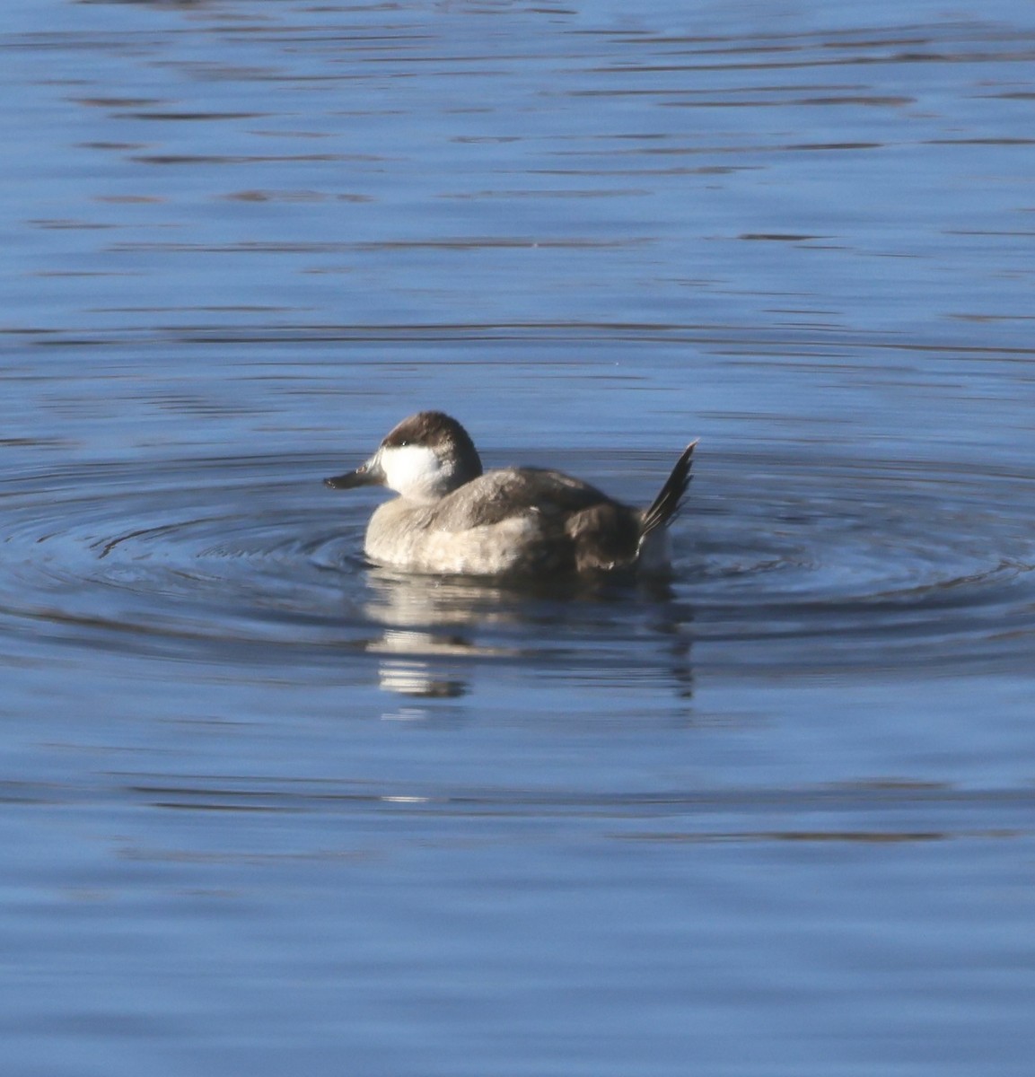 kachnice kaštanová - ML646466916