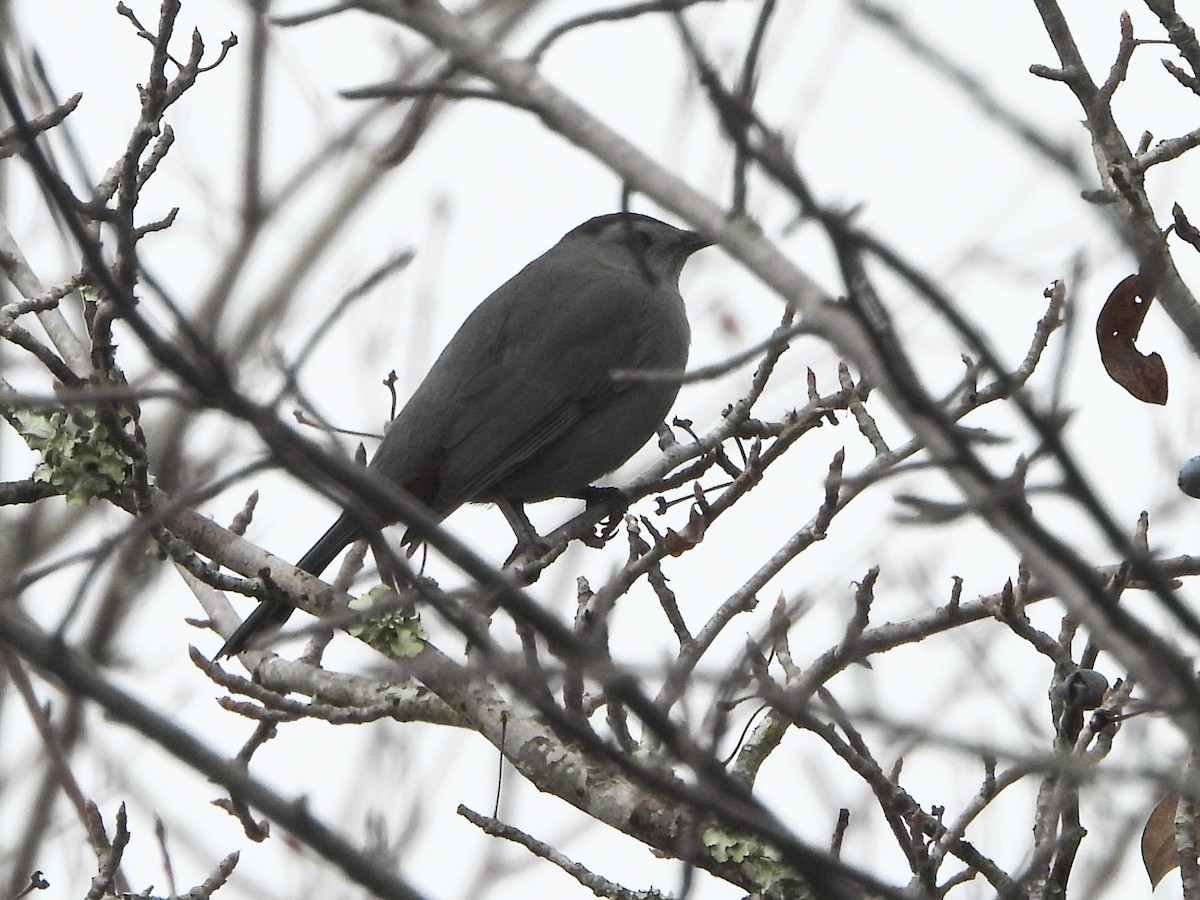 Gray Catbird - ML646466919