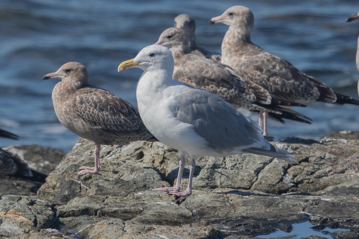Western x Glaucous-winged Gull (hybrid) - ML646466920
