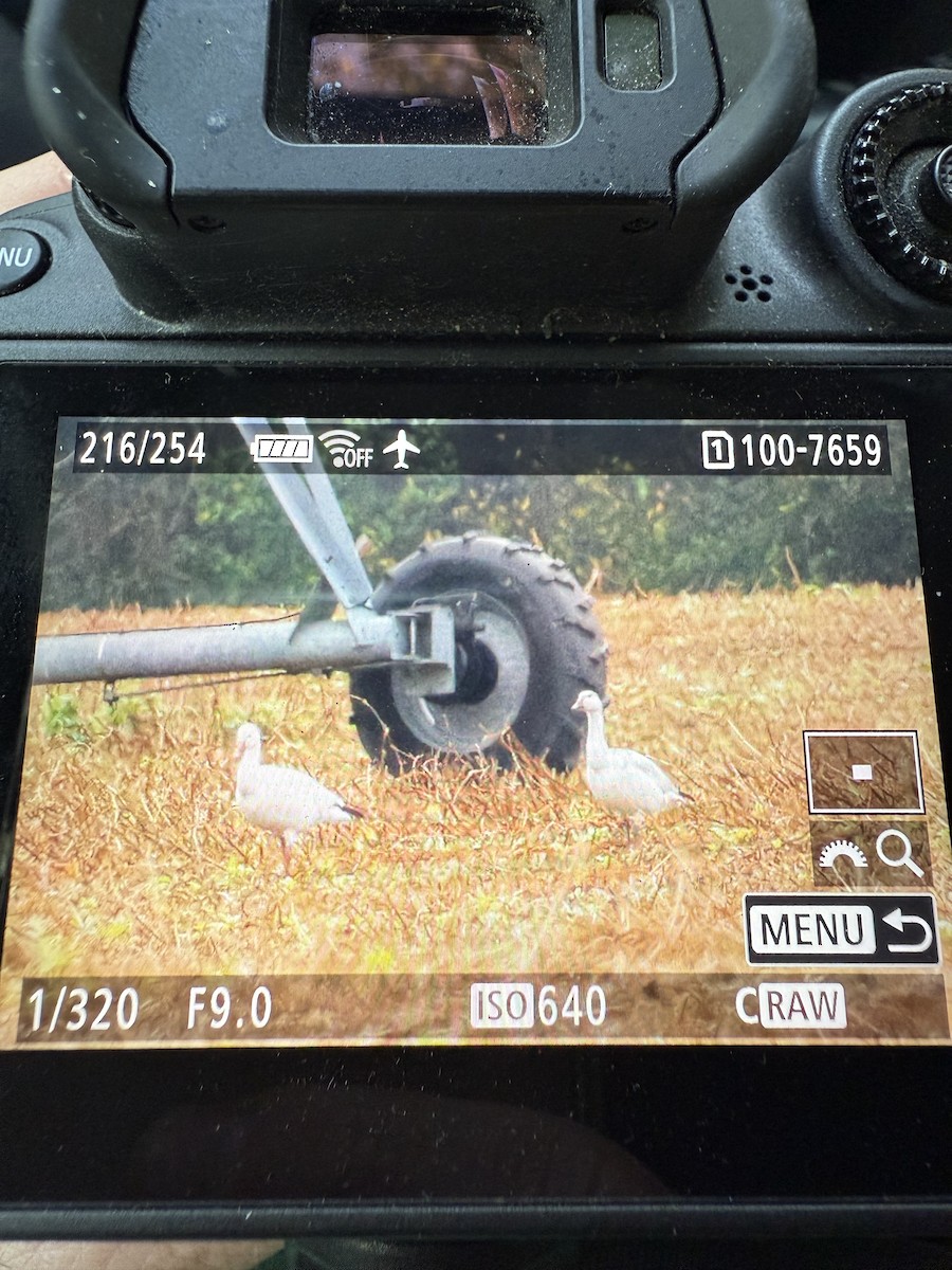 Snow Goose - ML646466922