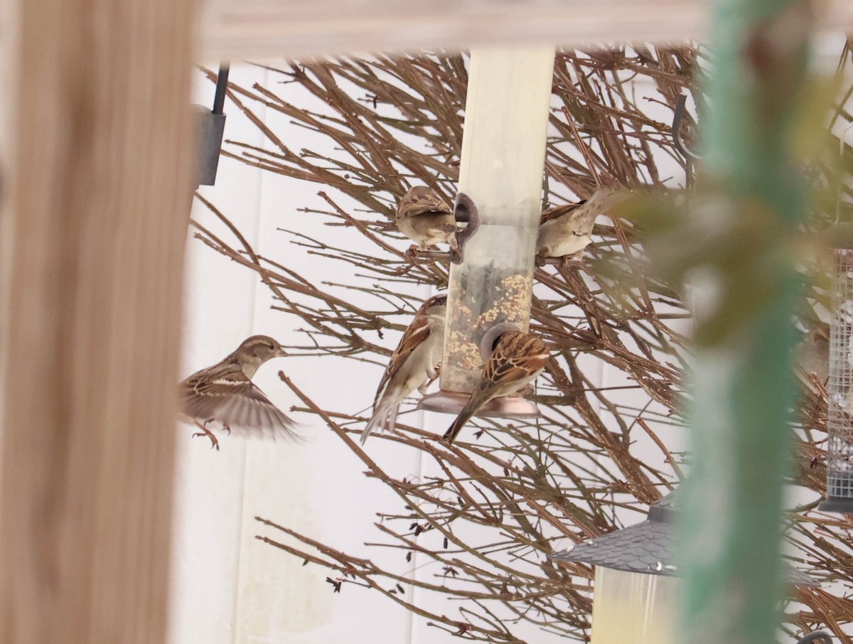 House Sparrow - ML646466923