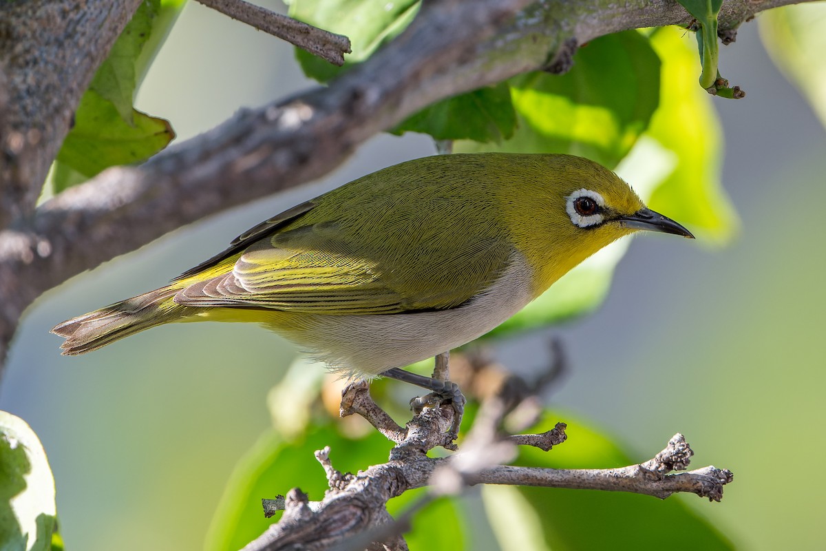 ML646466924 - Swinhoe's White-eye - Macaulay Library
