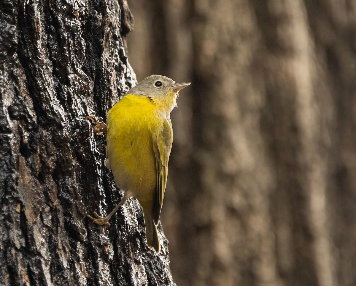 Nashville Warbler - ML646466930