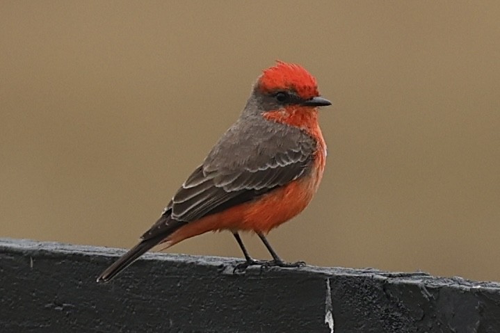 Vermilion Flycatcher - ML646466933
