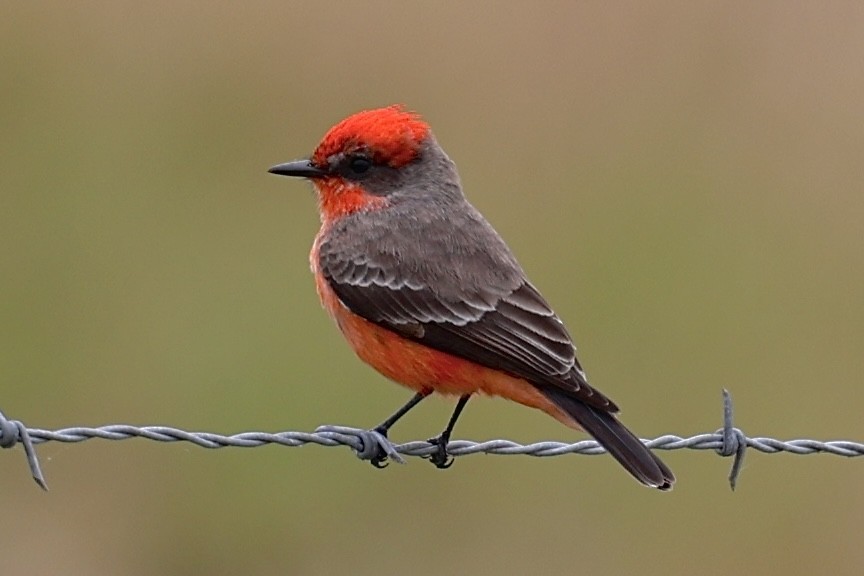 Vermilion Flycatcher - ML646466934