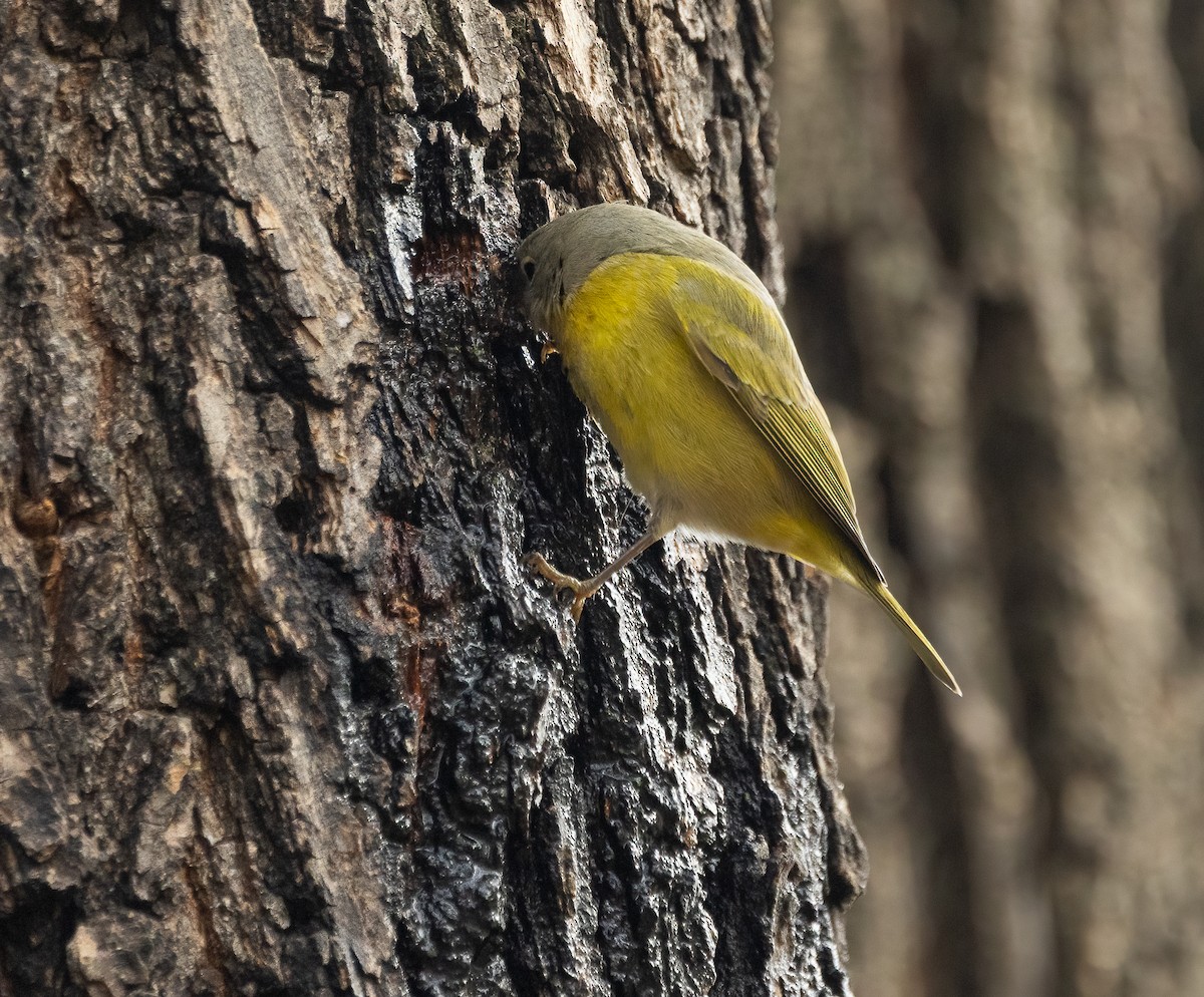 Nashville Warbler - ML646466935