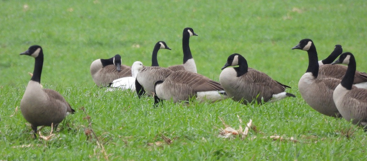 Küçük Kar Kazı - ML646466936