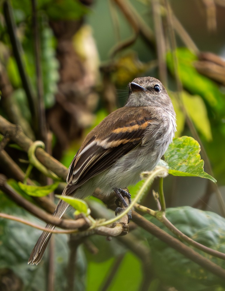 Mouse-gray Flycatcher - ML646466938