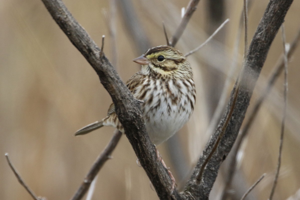 Chingolo Sabanero - ML646466939