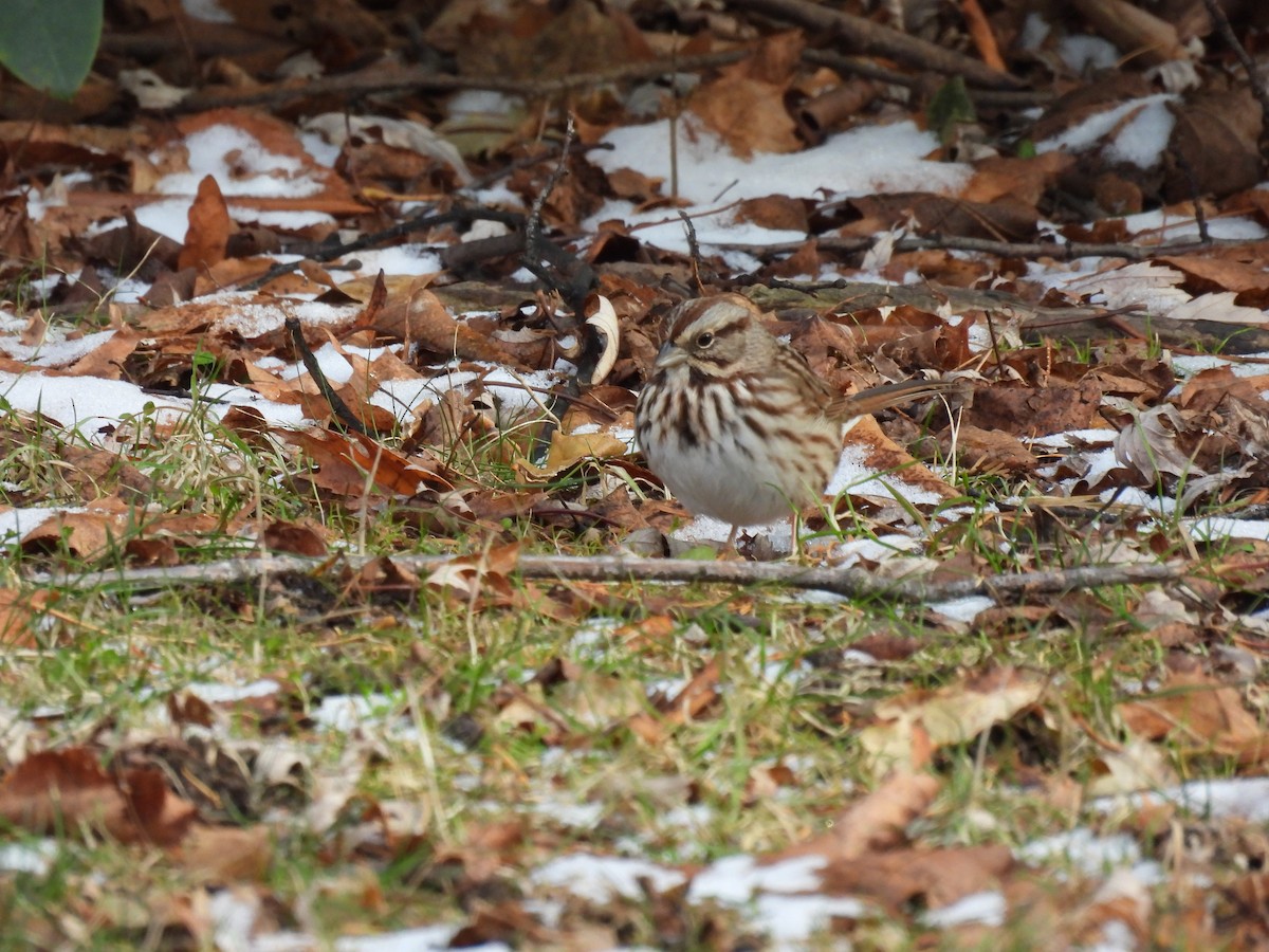 Song Sparrow - ML646466940