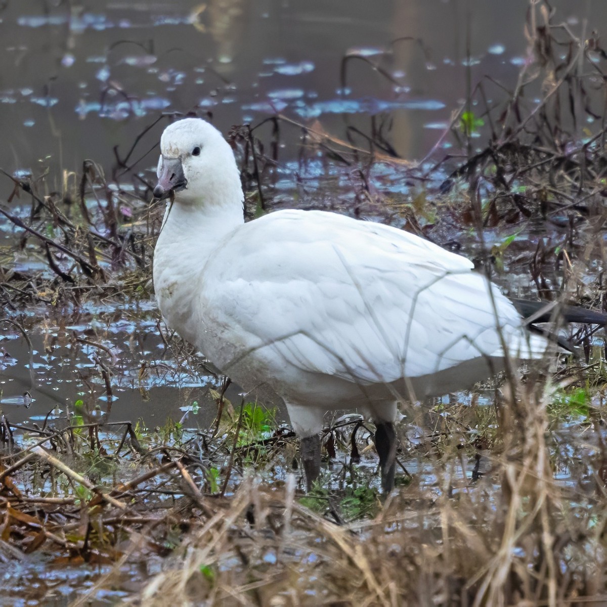 Ross's Goose - ML646466941