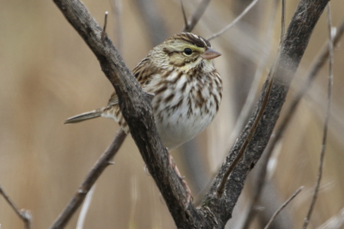 Chingolo Sabanero - ML646466942