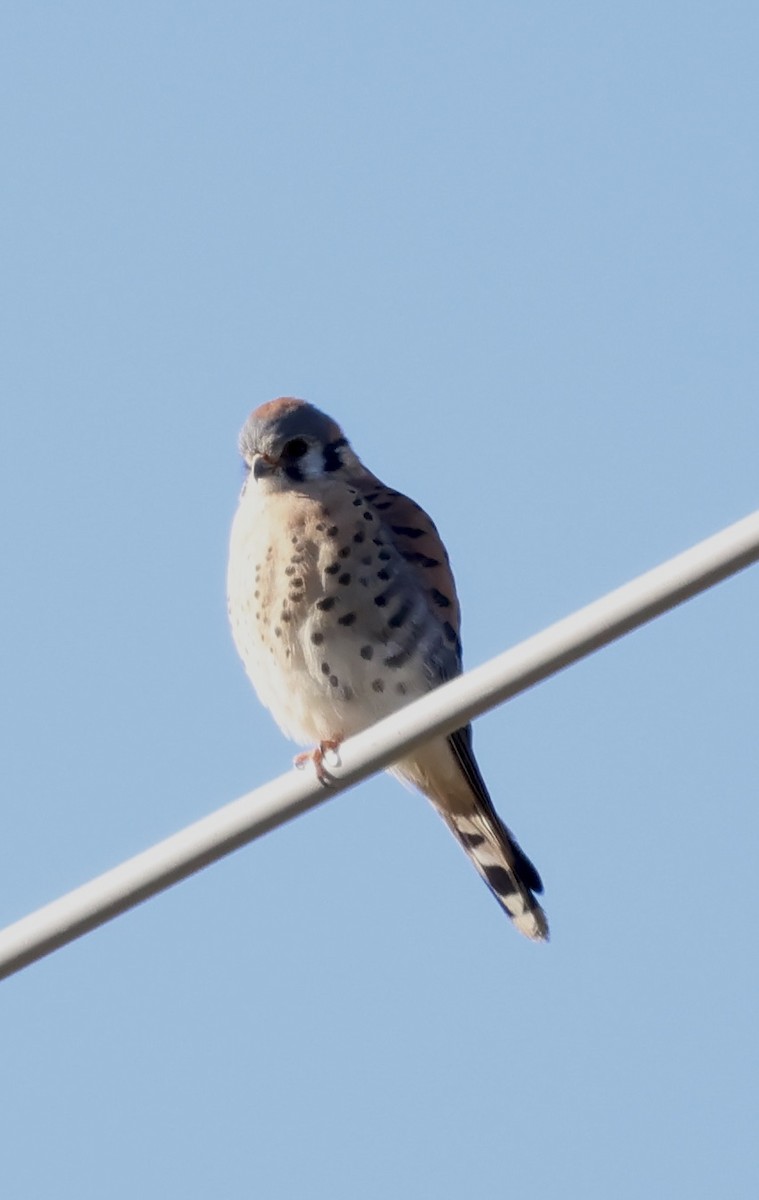 poštolka pestrá - ML646466943