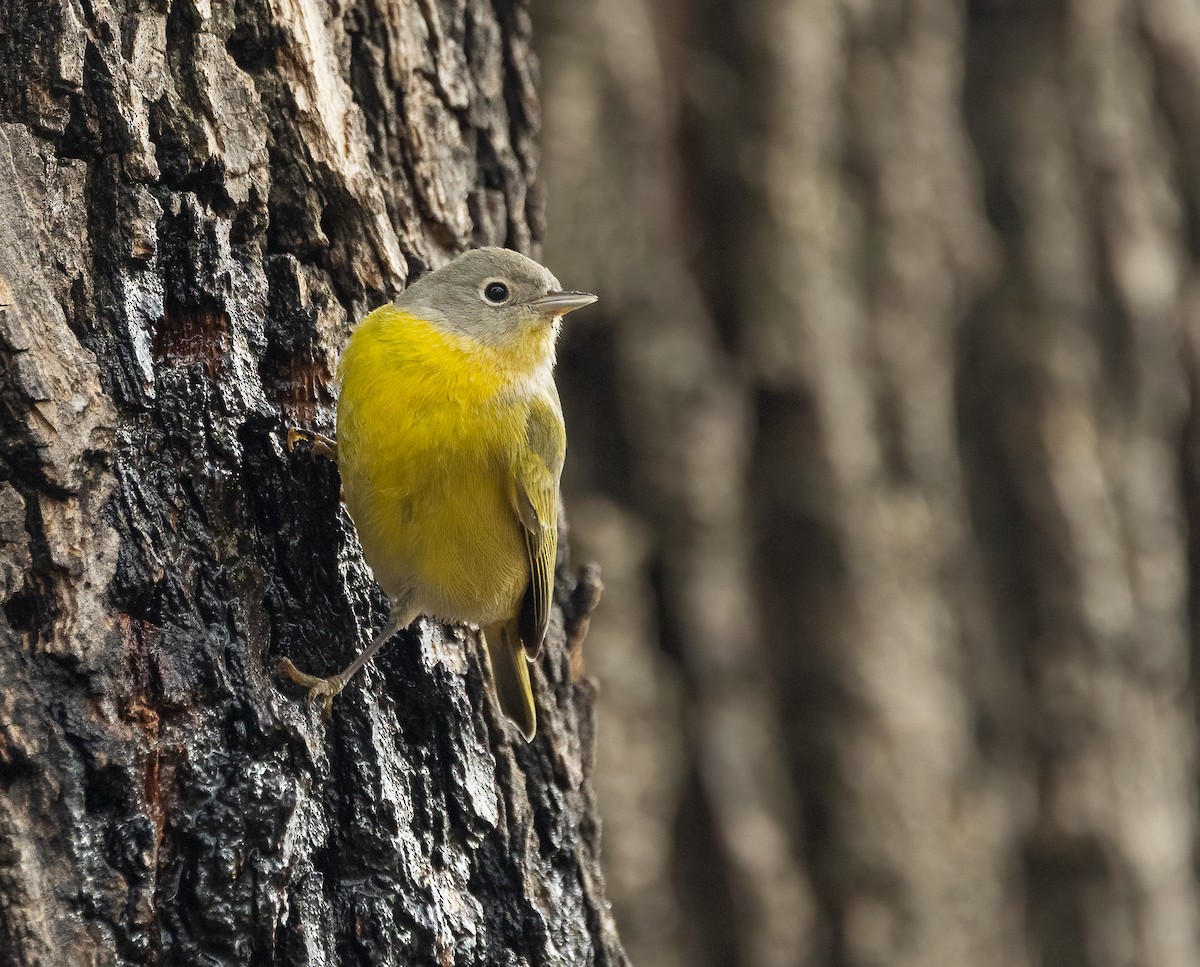 Nashville Warbler - ML646466945